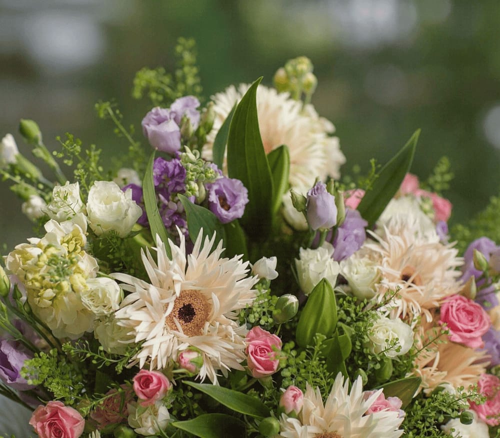 Gerbera Daisies
