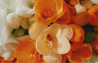 Orange Freesias