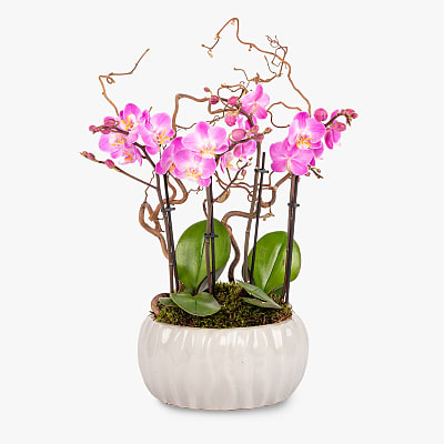 Mother's day plant sales delivery