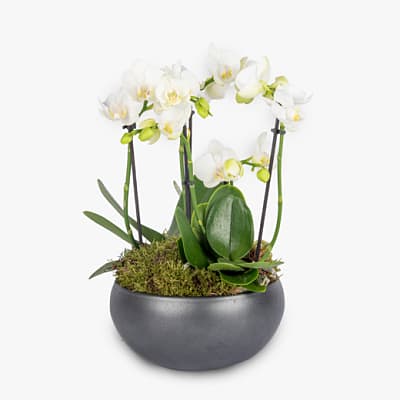 Orchids by clearance post
