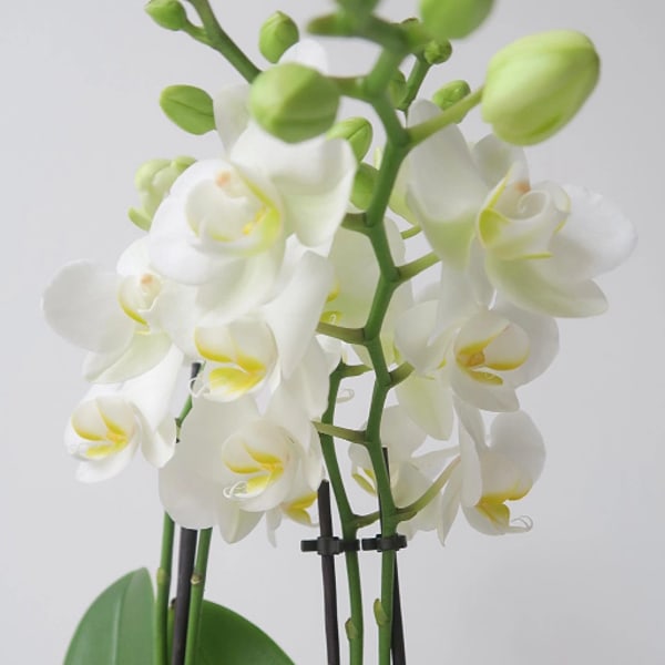 Orchids