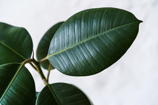 Plant Leaves