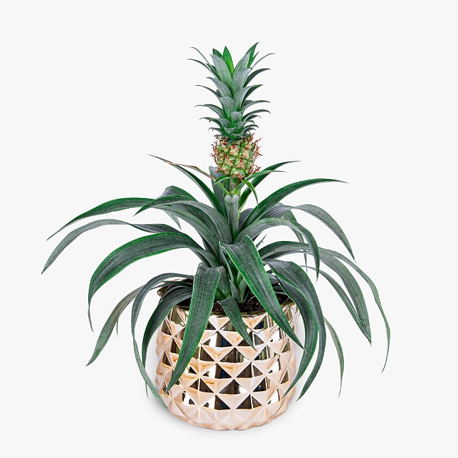Luxury Pineapple Plant Haute Florist