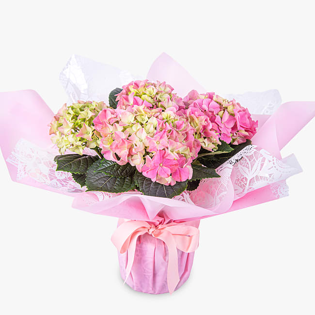 Heavenly Hydrangea Haute Florist