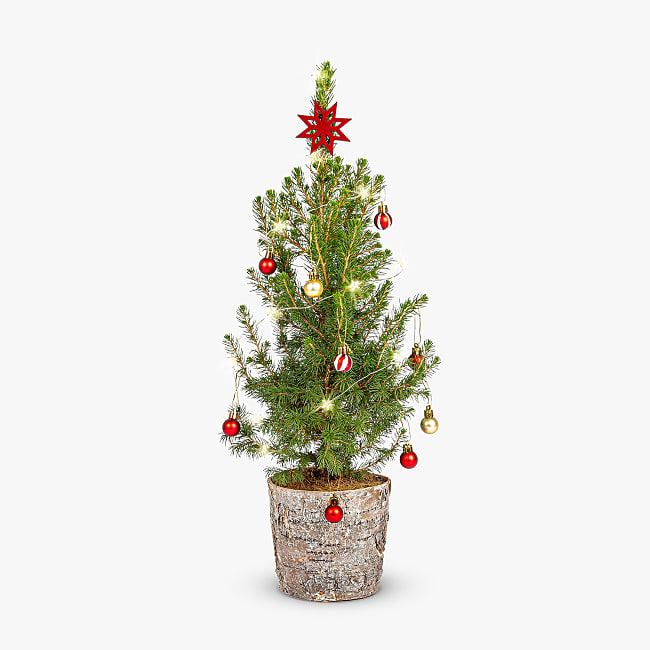 Florist small christmas tree Clearance