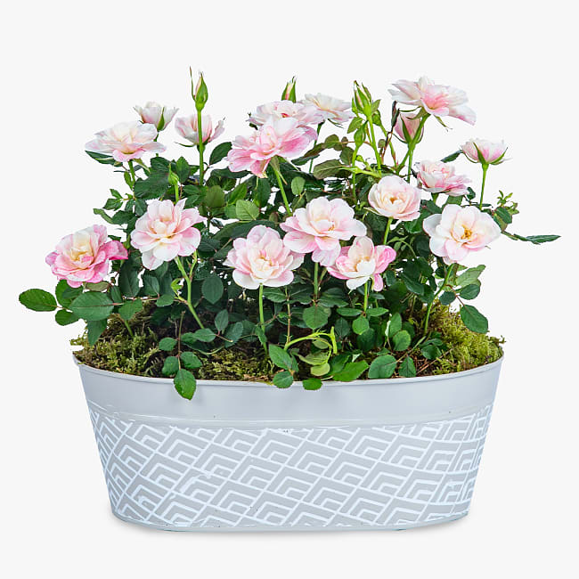 Pink Rose Duo Haute Florist