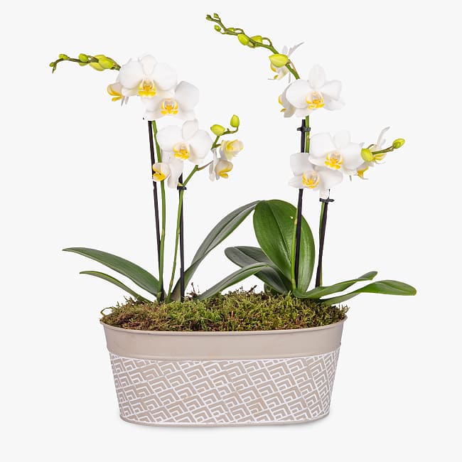 Phal orchid hot sale
