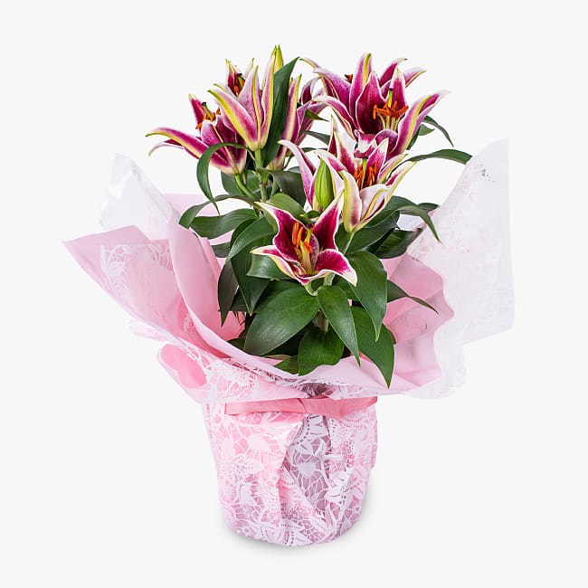 Oriental Lily Haute Florist